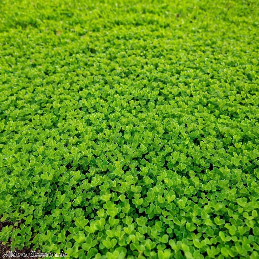 Mikroklee » Die grüne Alternative für deinen Rasen