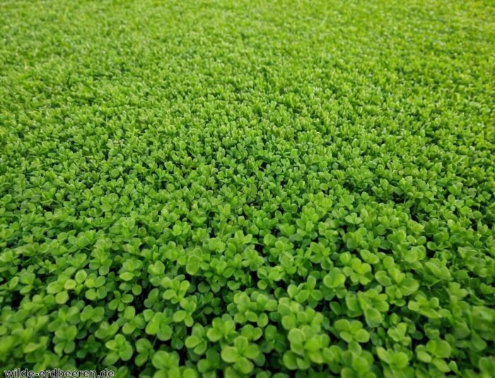 Mikroklee » Die grüne Alternative für deinen Rasen
