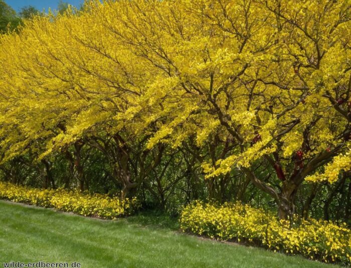 Kornelkirsche Hecke » Perfekt als natürliche Abgrenzung