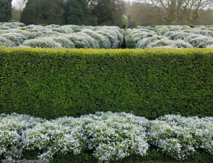 Ölweide Hecke » Winterhart und dekorativ