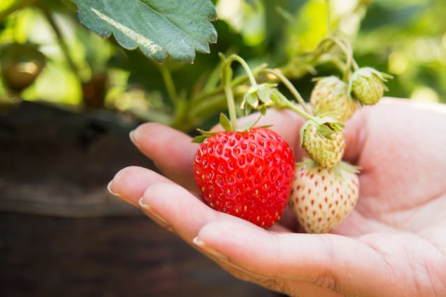 Anleitung: Erdbeeren im Hochbeet erfolgreich anpflanzen – Tipps für reiche Ernte